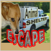 animal-shelter-escape