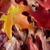 autumn-leaves-slider