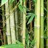 bamboo-forest-hidden-number
