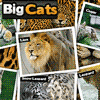 big-cats