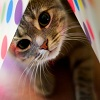 cat-really-cute-3