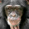chimpanzee-mania