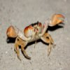 crabs-slider