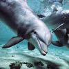 dolphin-jigsaw