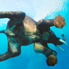 elephant-swimming