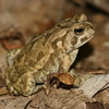 fowlers-toad-jigsaw-puzzle