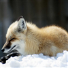 fox-slider