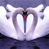 fta-swans