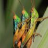 grasshoppers-slider