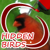 hidden-birds