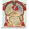 human-anatomy-and-physiology-part-4