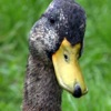 jigsaw-duck