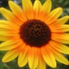 jigsaw-sunflowers