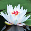 lotus-jigsaw