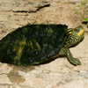 map-turtle-jigsaw-puzzle