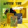 match-the-insect