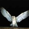 owl-jigsaw