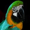 parrots-jigsaw