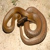 poisonous-snake