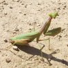 praying-mantis-jigsaw