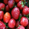 strawberries-slider