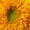 sunflower-slider