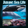 Jigsaw: Sea Life