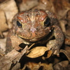 American Toad Jigsaw Puzzle
