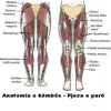 Anatomia e këmbës – Pjesa e parë