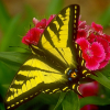 Mariposa hermosa Jigsaw