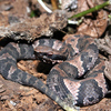 Cottonmouth Jigsaw Puzzle