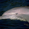 Delfines de rompecabezas deslizante