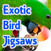 Jigsaw de aves exóticas