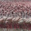Flamingo deslizante