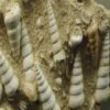 Conchas fósiles deslizante
