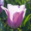 Jigsaw Tulipanes púrpuras