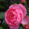 Reino de las flores: la rosa del rosa