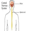 Kuiz nga Anatomia – Sistemi nervor qendror – Pjesa e parë