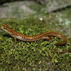Long-tailed Salamander Jigssaw Puzzle