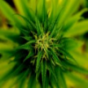 Marihuana Planta deslizante