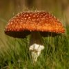 Mushroom Jigsaw