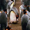Pingüino Jigsaw