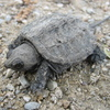 Snapping Turtle Jigsaw Puzzle