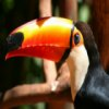 toucan-jigsaw