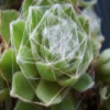 webbed-plants-slider