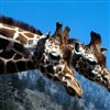 wild-giraffe-jigsaw