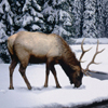 winter-stag-jigsaw-puzzle