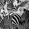 zebra-slider
